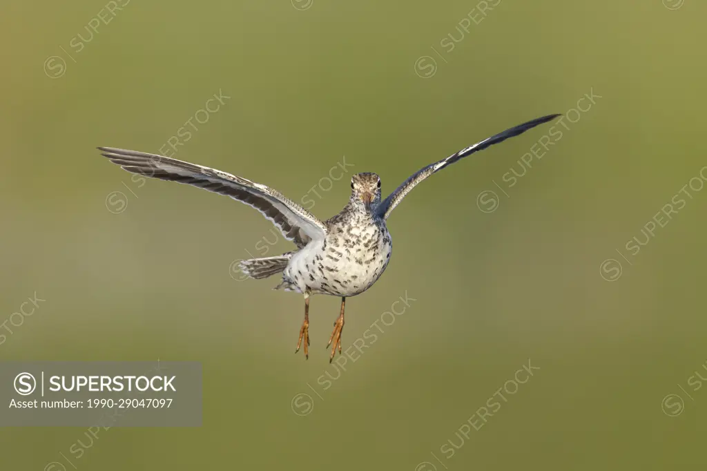 Spotted Sandpiper (Actitis macularia) flying over a marsh in Victoria, BC, Canada.