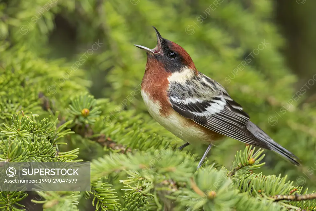 Bay-breasted Warbler (Dendroica castanea) perched on a branch in  Ontario, Canada