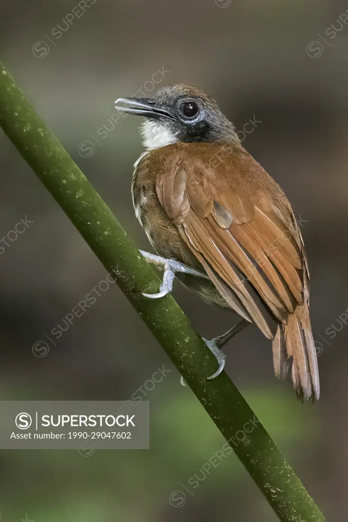 Bicolored Antbird (Gymnopithys leucaspis) perched on a branch in Panama.