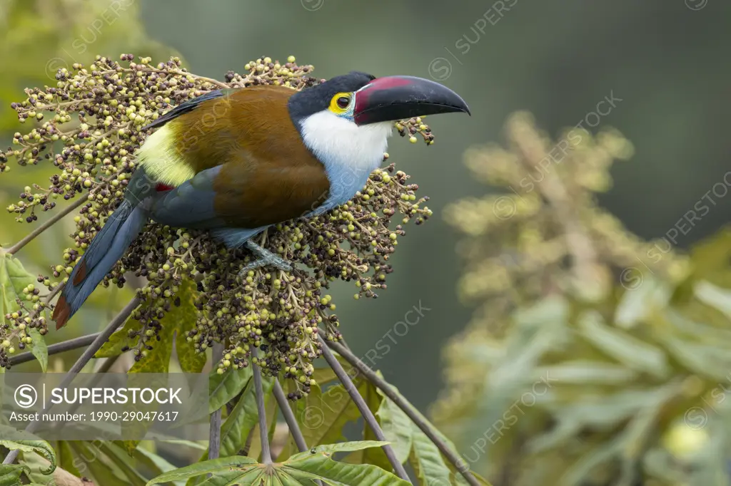 Black-billed Mountain Toucan (Andigena nigrirostris) perched on a branch in Colombia, South America.