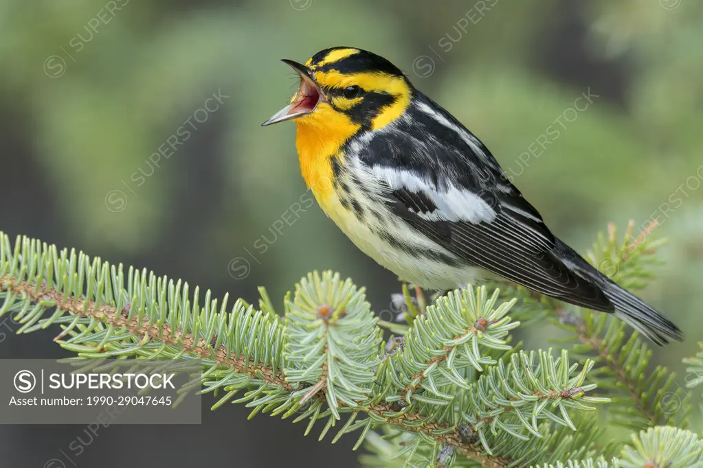 Blackburnian Warbler (Dendroica fusca) perched on a branch in  Ontario, Canada