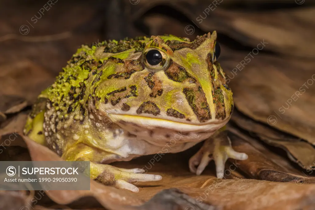 Argentine Horned Frog, Ceratophrys ornata