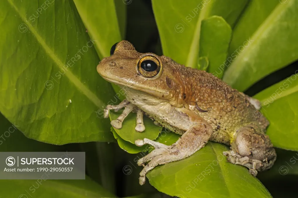 Cuban Tree Frog (Osteopilus septentrionalis), Grand Cayman, BWI