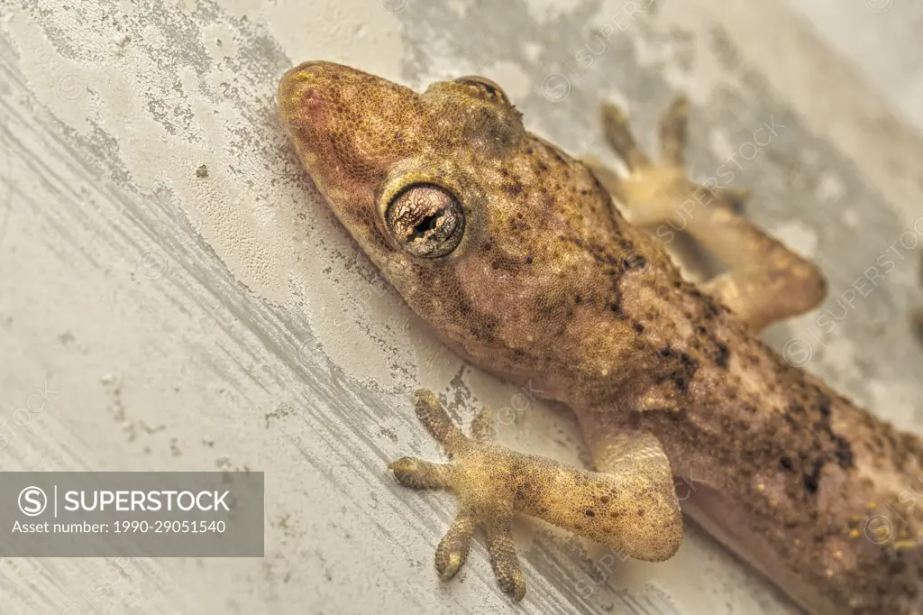Tropical House Gecko (Hemidactylus mabouia), Grand Cayman, BWI