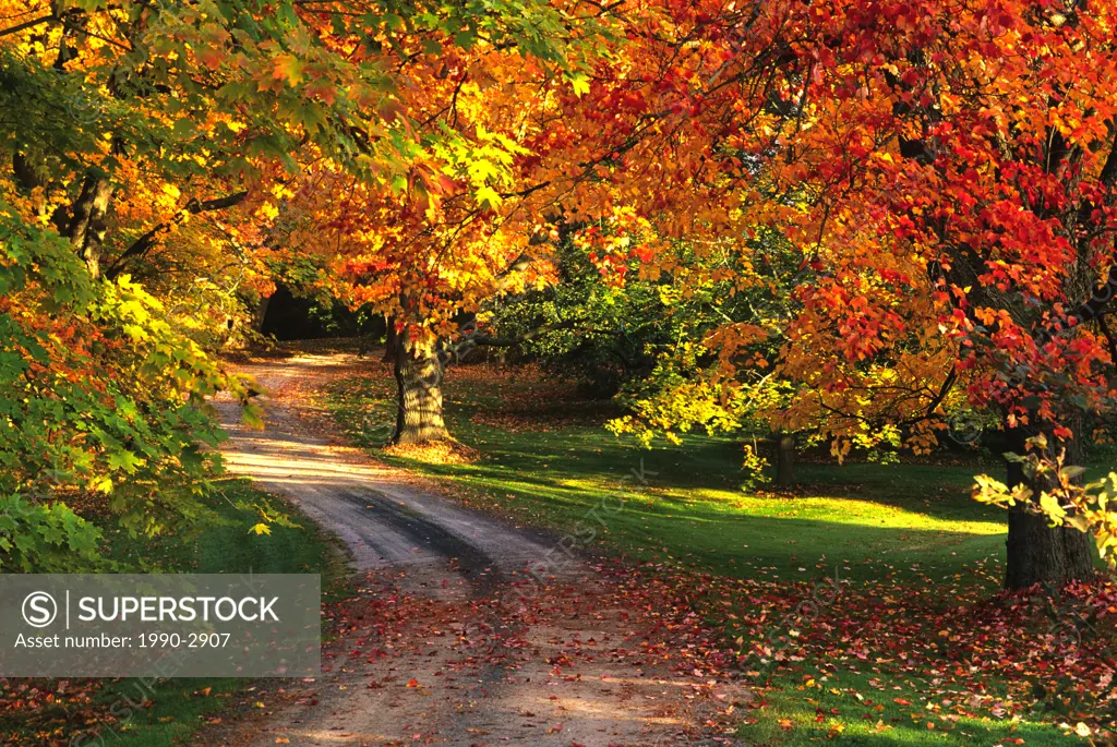 Maple tree with fall foliage, Port William, Nova Scotia, canada