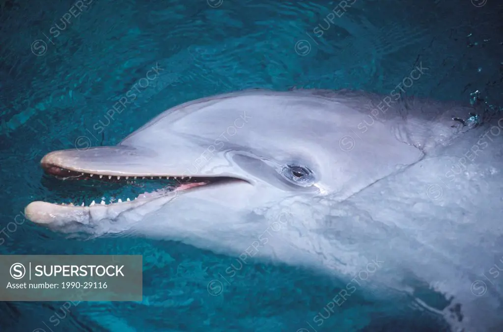Mexico, Common bottlenose dolphin Tursiops truncatus