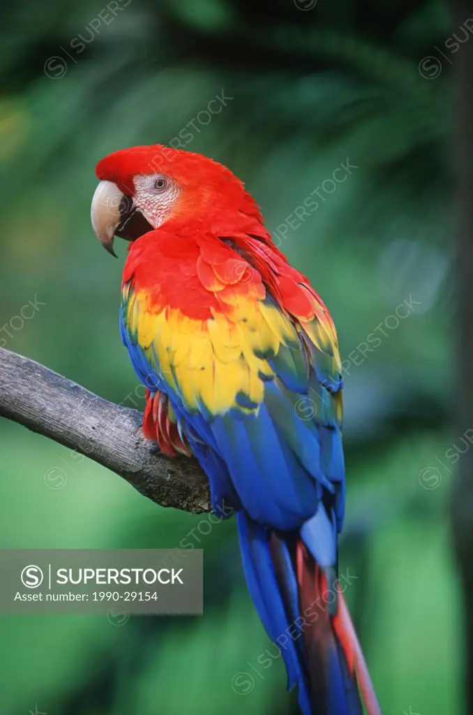 Costa Rica, Scarlet macaw Ara macao at Drake Bay, Corcavado Park