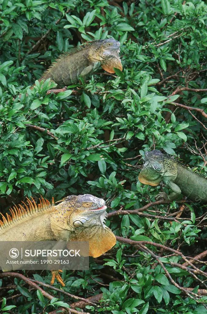 Costa Rica, Green iguana Iguana iguana in trees at Muelle