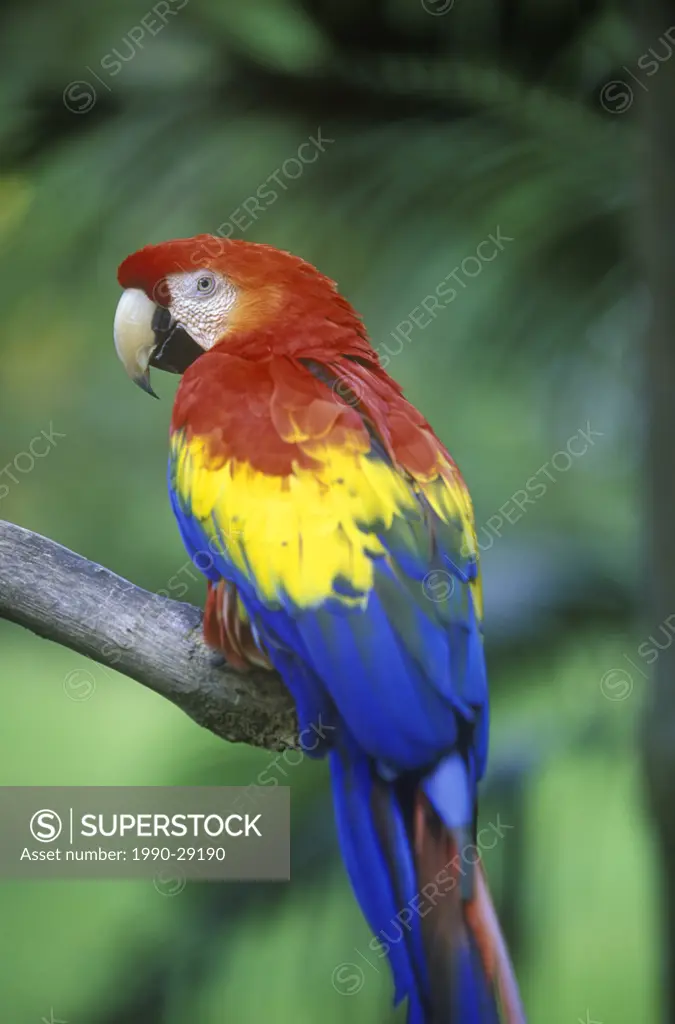 Scarlet macaw in the wild lapa roja Ara macao, Corcavado National Park, Costa Rica.