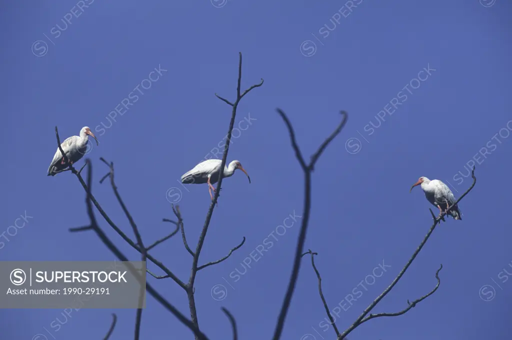 White Ibis ibis blanco  Eudocimus albus in tree by Quepos near Parque Nacional Manuel Antonio.