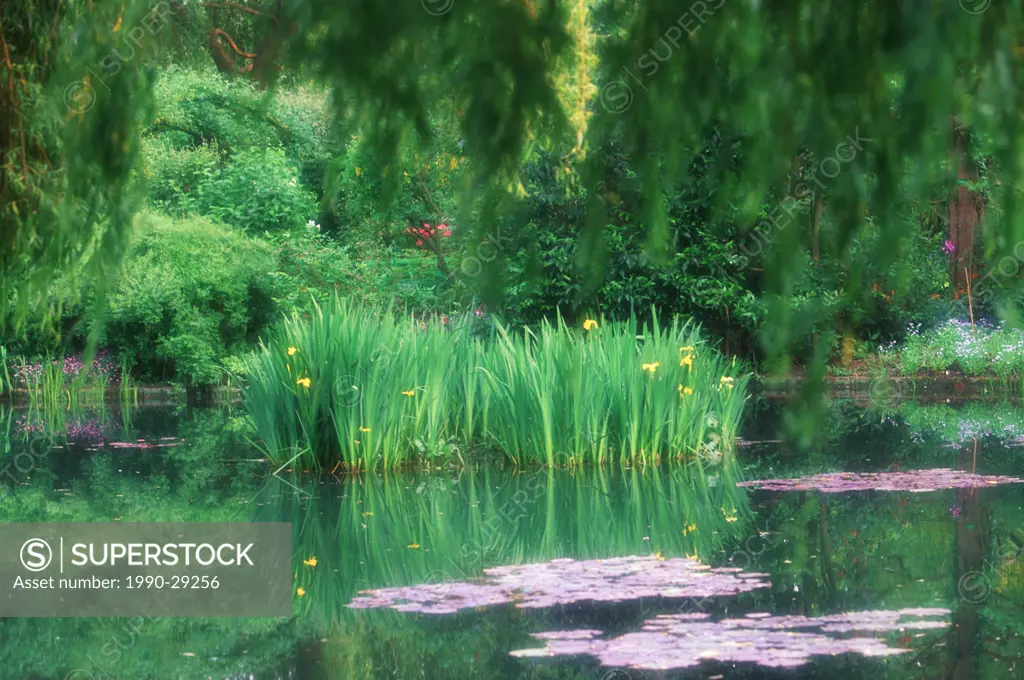 France, Giverney _ Monet´s Garden _ Yellow flag irises