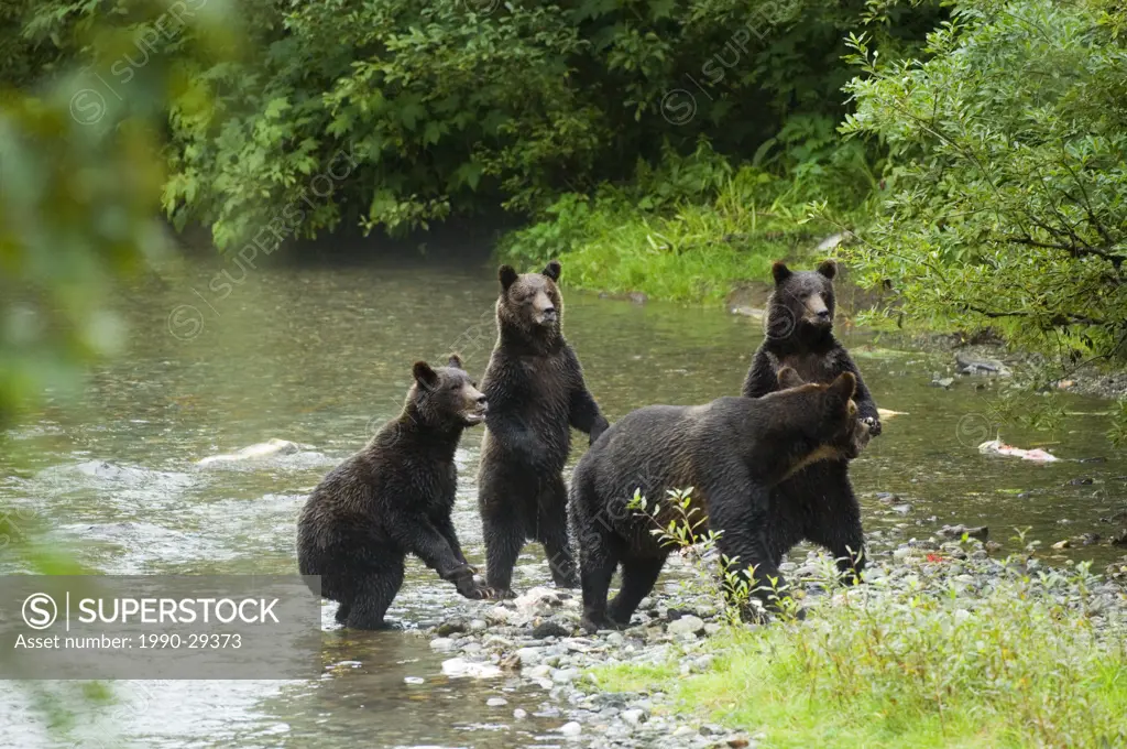 Grizzly Bear Ursus arctos Female with 3 yearling Cubs. When bears sense danger they often stand to identify the source. Fish Creek Tongass National Fo...