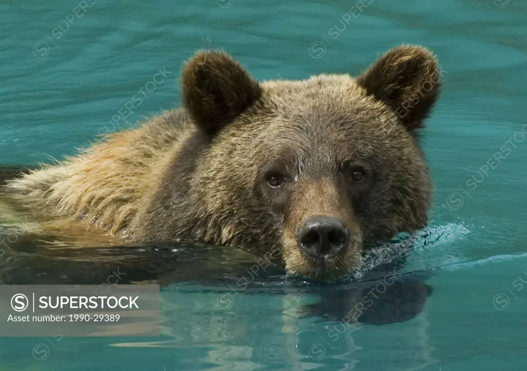 Grizzly Bear Ursus arctos Adult swimming in pond on warm summer afternoon. Tongass National Forest, Alaska, United States of America.