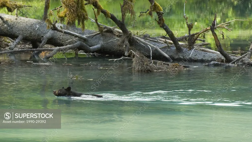 Black Bear Ursus americanus Adult swimming. Both Black and Grizzly Bears are found in this area. Black Bears are very cautious for good reason and do ...