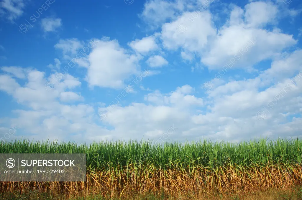 Sugar cane crop, Louisiana, USA