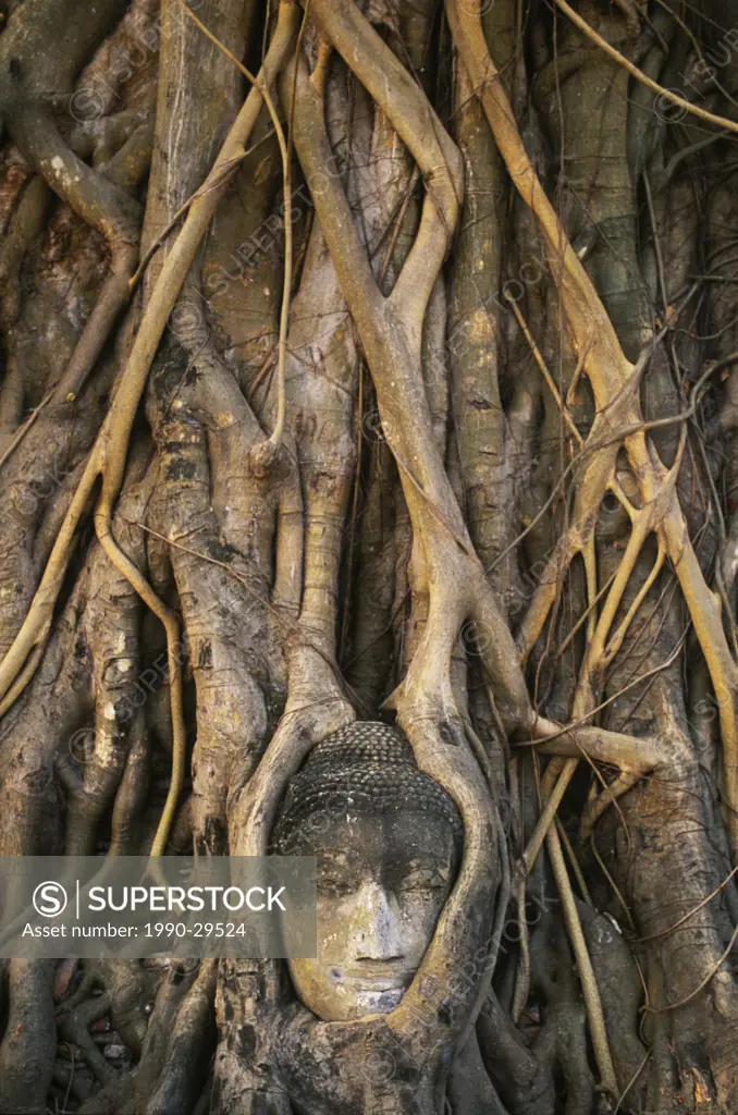 South East Asia, Thailand , Ayuthaya, Wat Mahathat, Buddha head entwined in roots of Banyan Tree