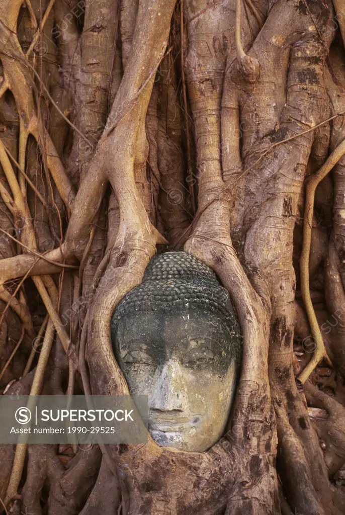 South East Asia, Thailand , Ayuthaya, Wat Mahathat, Buddha head entwined in roots of Banyan Tree