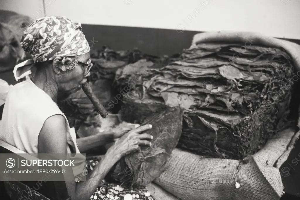 Cuba, Havana, Cuban woman smokes a cigar while rolling tobacco leaves to make cigars.