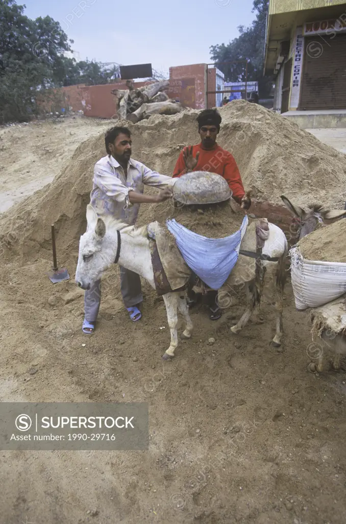 India, Uttar Pradesh, Agra, workmen using donkey to move sand.