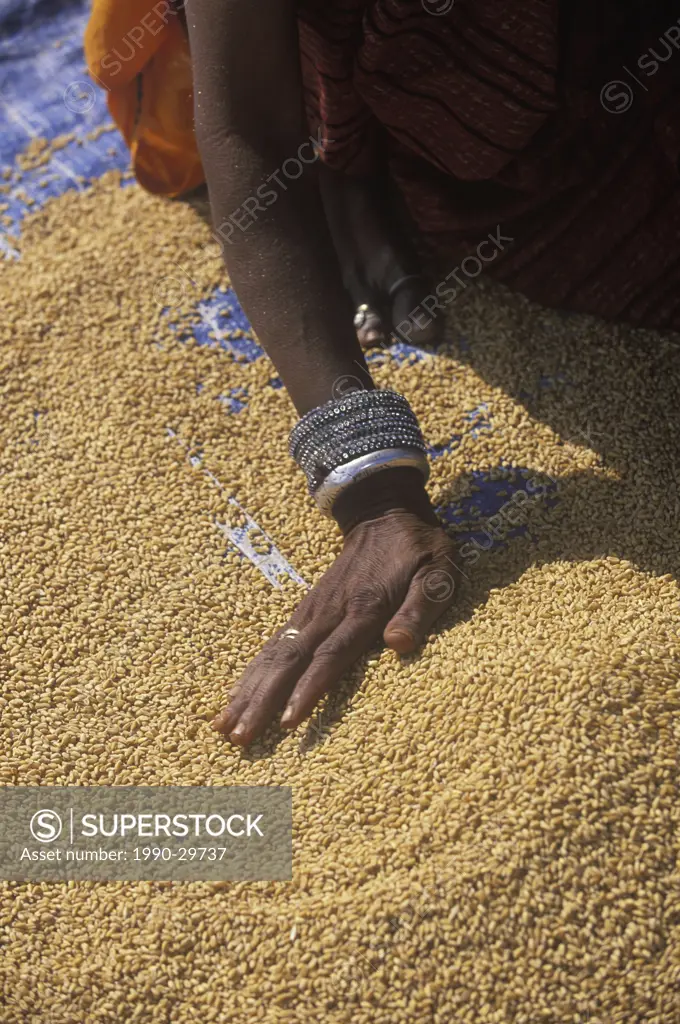 India, Rajastan, near Jaipur, at Amber, woman sifts grain