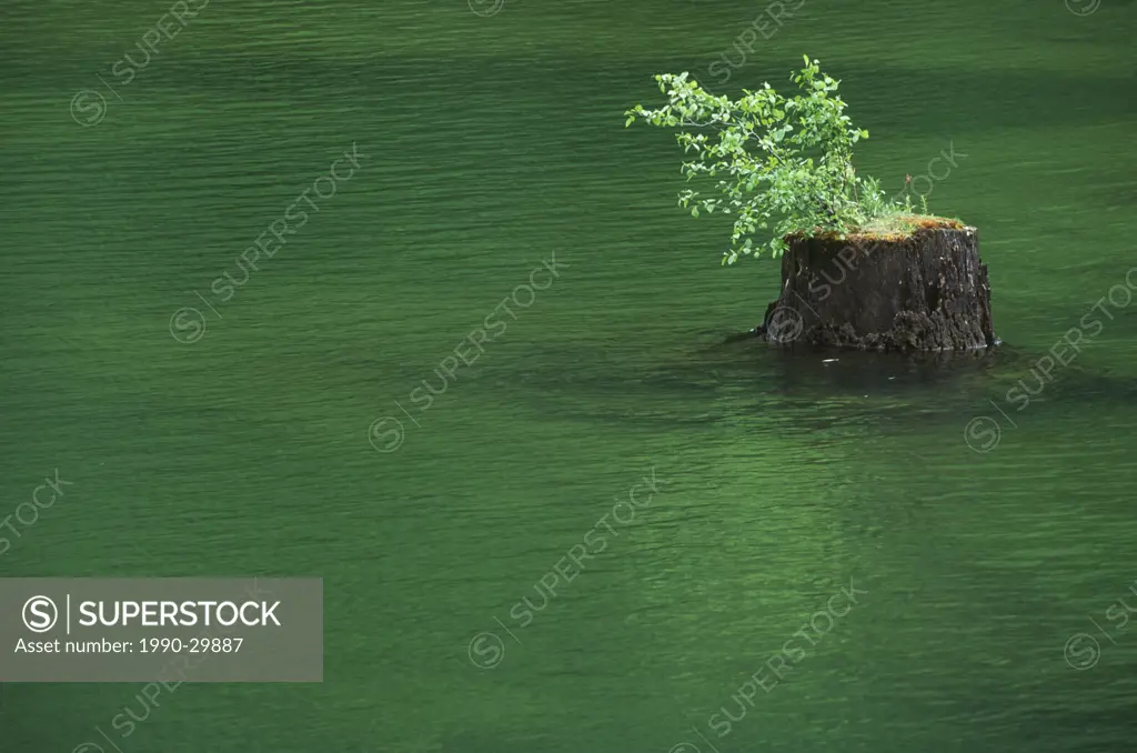 USA, Washington State, dammed lake remnants, cut tree stumps in new lake, Skagit river