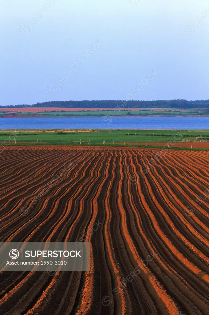 Potato field, Malpeque, Prince Edward Island, Canada