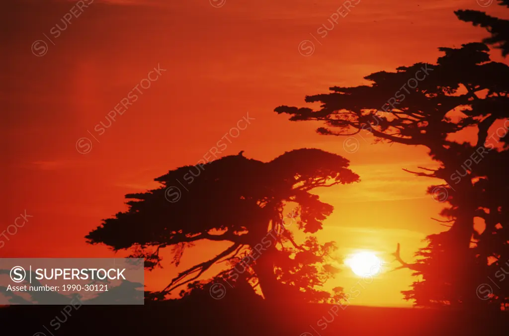 USA, California, Carmel, Highway 1 on coast, Pebble beach, Juniper trees at sunset