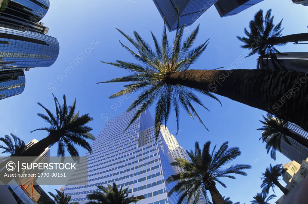 USA, California, Los Angeles, viewpoint up to office towers and palm trees Culver City