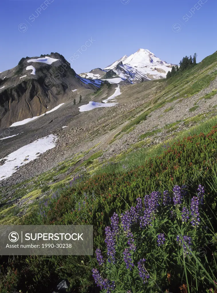 USA, Washington State, Mount Baker Recreation Area with lupines