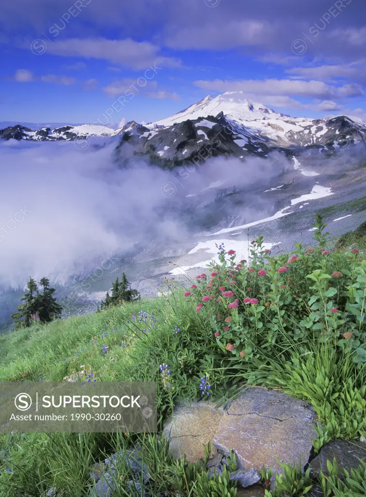 USA, Washington State, Wild flowers in alpine meadow with Mt. Baker beyond.