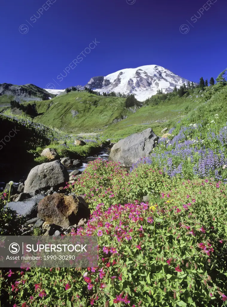 USA, Washington State, Mount Rainier, Wild flowers with creek on an alpine meadow with Mount Rainier beyond.