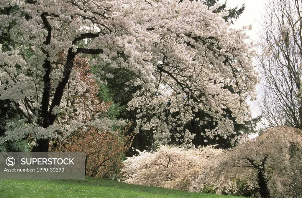 USA, Washington State, Seattle Arbouretum in spring with cherry blossoms