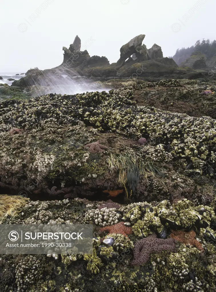 USA, Washington State, Olympic National Park, Shi Shi Beach, intertidal life at low tide