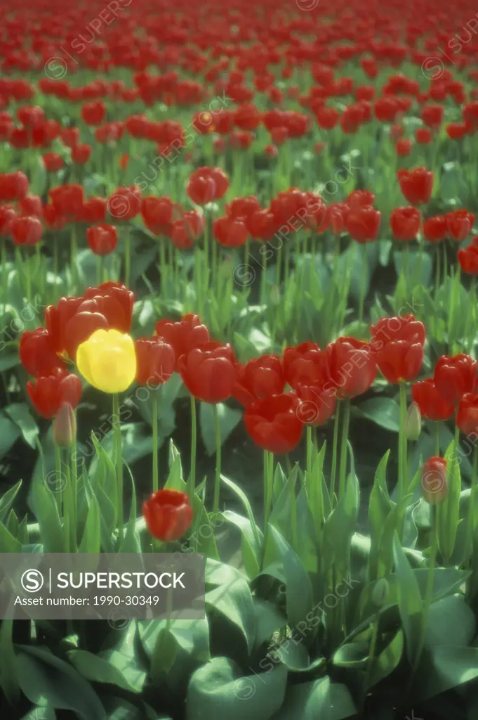 USA, Washington State, Skagit Valley, near Mt. Vernon and Laconner, Tulip fields in spring