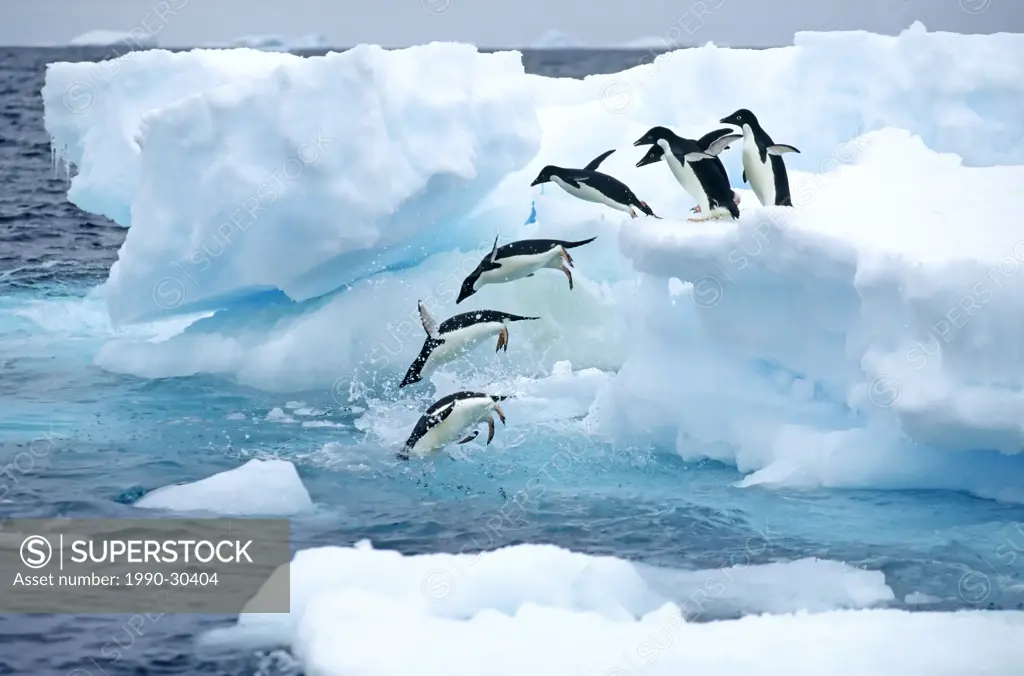 A group of Adelie penguins Pygoscelis adelie leaving their nesting colony on a foraging trip. Antarctic Peninsula.
