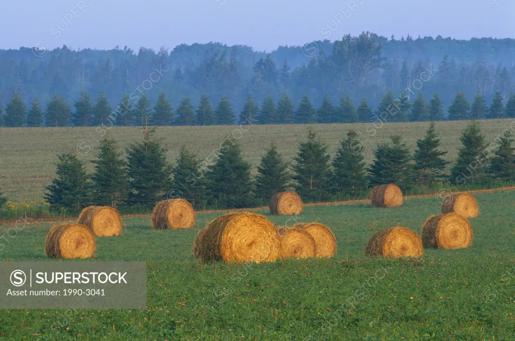 Bales of hay, Tryon, Prince Edward Island, Atlantic Canada, Canada