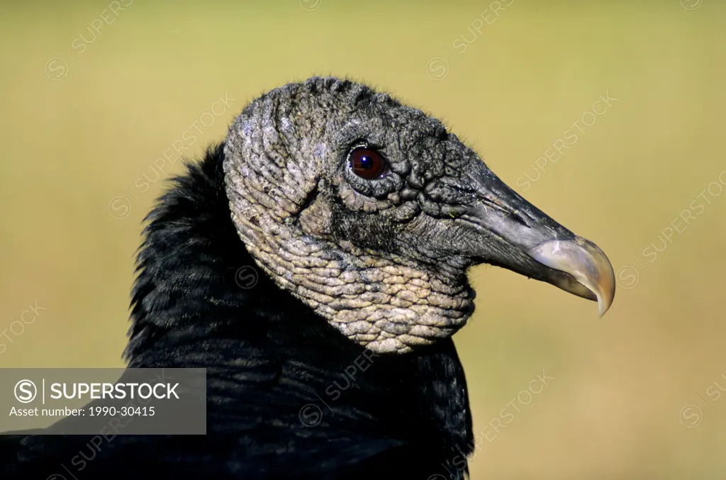 Adult American black vulture Coragyps atratus, Everglades National Park, Florida, USA