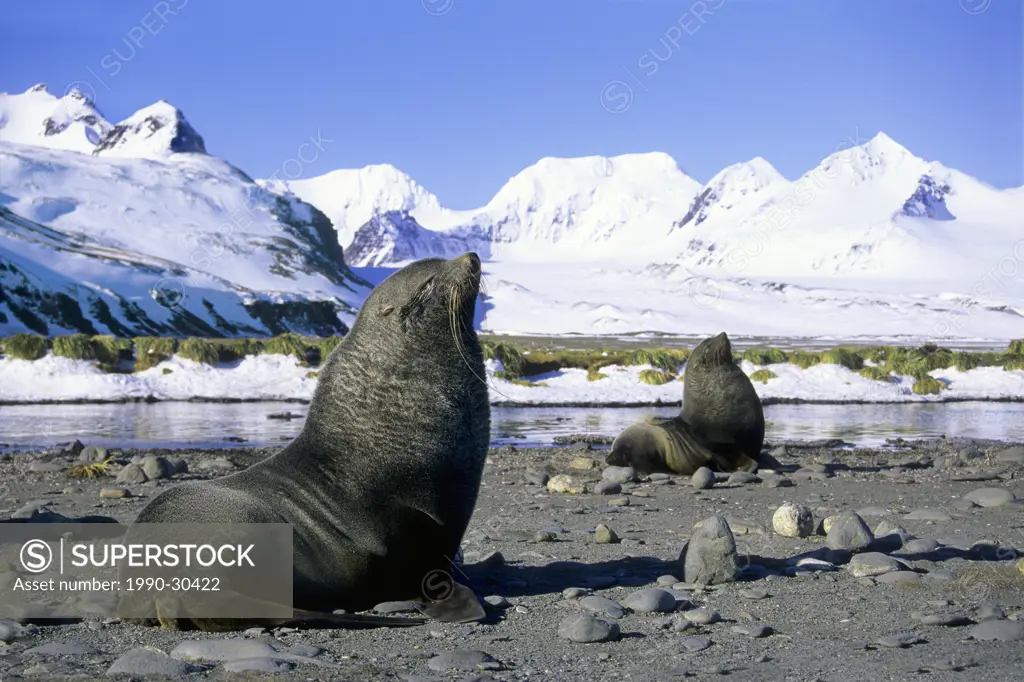 Antarctic fur seals Arctocephalus gazella bulls defending breeding territories, Salisbury Plains, South Georgia Island, Antarctica