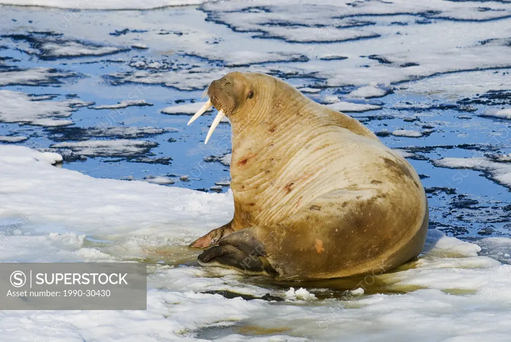 Bull Atlantic walrus Odobenus rosmarus loafing on pack ice, Svalbard Archipelago, Arctic Norway