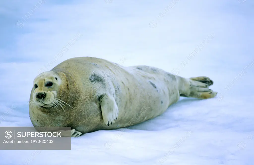 Adult bearded seal Erignathus barbatus loafing on pack ice. Svalbard, Arctic Norway.