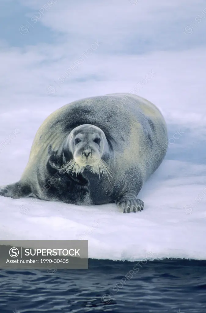Adult bearded seal Erignathus barbatus resting on pack ice, Svalbard Achipelago, Arctic Norway