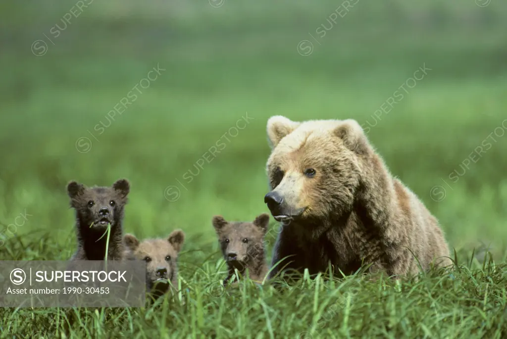 Mother brown bear Ursus arctos and triplet yearling cubs grazing on sedges, coastal Alaska.
