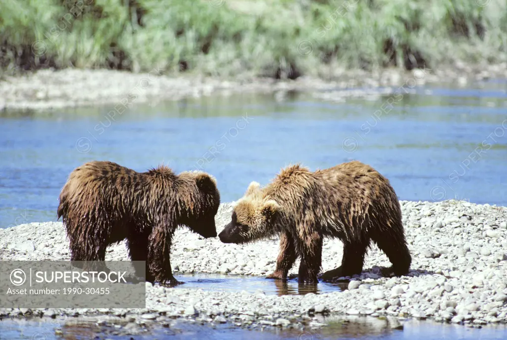 Yearling brown bear Ursus arctos cubs playing, Coastal Alaska.