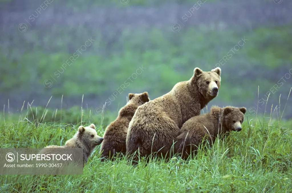 Mother brown bear Ursus arctos with yearling cubs, coastal Alaska.