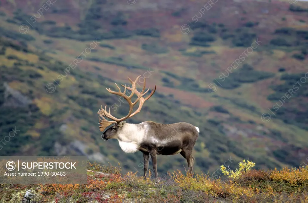 Adult bull caribou Rangifer tarandus, Alaska, USA.