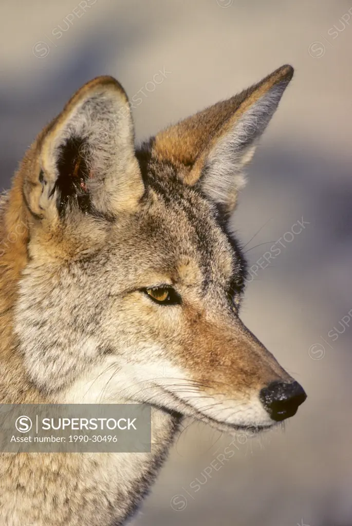 Adult coyote Canis latrans, Mojave Desert, California, USA