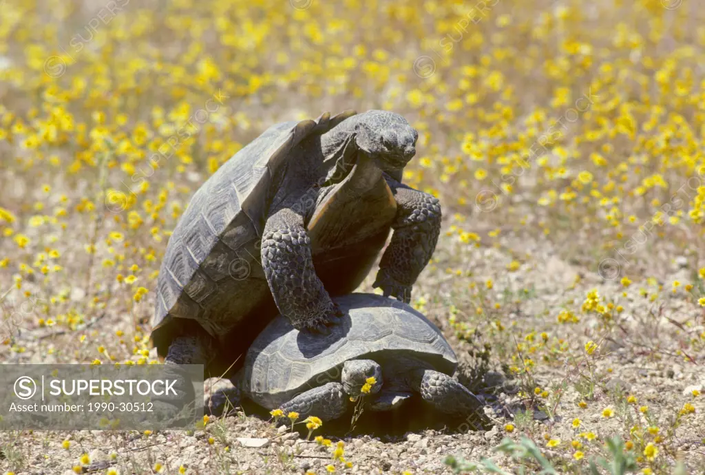 Mating desert tortoises Gopherus agassizii, Mojave Desert, southern California, USA