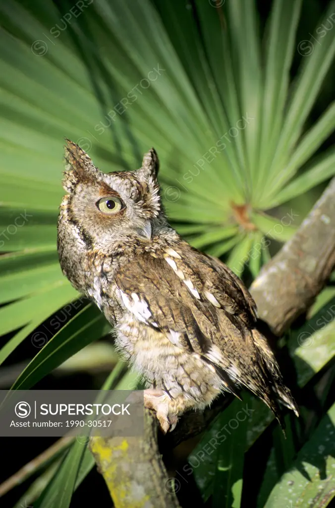 Eastern screech owl Otus asio ´Rufous color morph´. Florida.