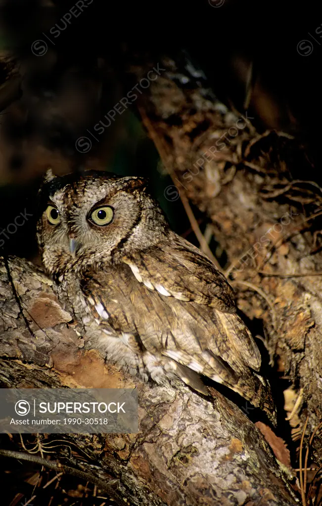 Roosting eastern screech owl Otus asio _ rufous color phase. Florida.