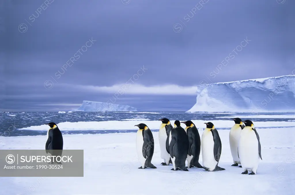 Emperor penguins Aptenodytes forsteri wait at the edge of the pack ice in preparation for a foraging journey out to sea, Drescher Inlet, 72 Degrees So...